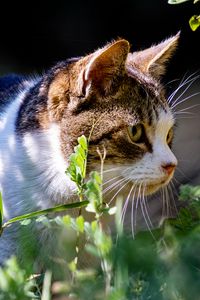 Preview wallpaper cat, grass, view, walk