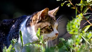 Preview wallpaper cat, grass, view, walk