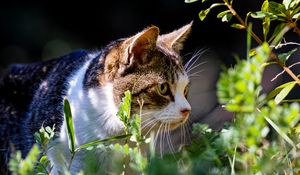 Preview wallpaper cat, grass, view, walk