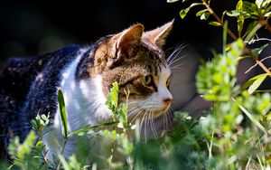 Preview wallpaper cat, grass, view, walk