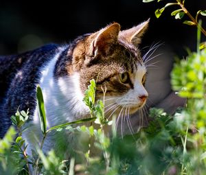 Preview wallpaper cat, grass, view, walk