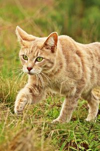 Preview wallpaper cat, grass, walk