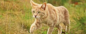 Preview wallpaper cat, grass, walk