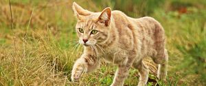 Preview wallpaper cat, grass, walk