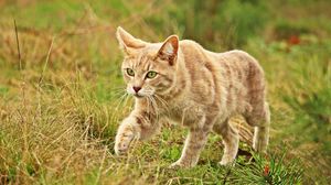 Preview wallpaper cat, grass, walk