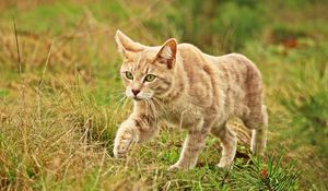 Preview wallpaper cat, grass, walk