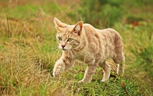 Preview wallpaper cat, grass, walk