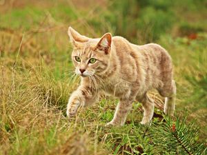 Preview wallpaper cat, grass, walk