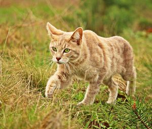 Preview wallpaper cat, grass, walk