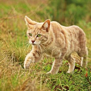 Preview wallpaper cat, grass, walk