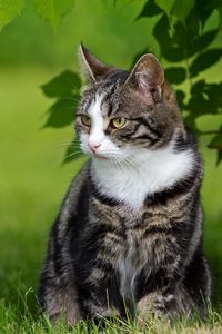 Preview wallpaper cat, grass, walk, sit, striped