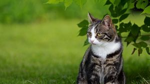 Preview wallpaper cat, grass, walk, sit, striped