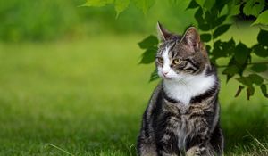 Preview wallpaper cat, grass, walk, sit, striped