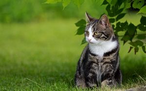 Preview wallpaper cat, grass, walk, sit, striped