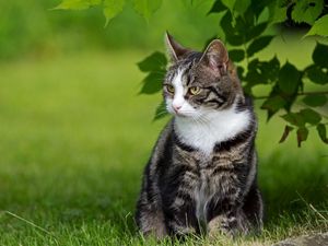 Preview wallpaper cat, grass, walk, sit, striped