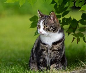 Preview wallpaper cat, grass, walk, sit, striped