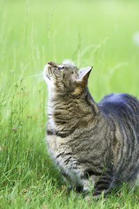 Preview wallpaper cat, grass, walk, thick, curiosity, observe