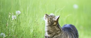 Preview wallpaper cat, grass, walk, thick, curiosity, observe