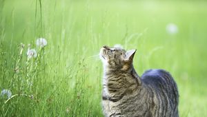 Preview wallpaper cat, grass, walk, thick, curiosity, observe