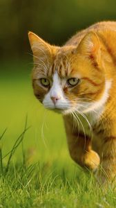 Preview wallpaper cat, grass, walk, hunting