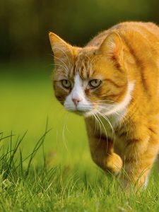 Preview wallpaper cat, grass, walk, hunting