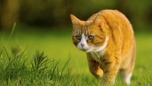 Preview wallpaper cat, grass, walk, hunting