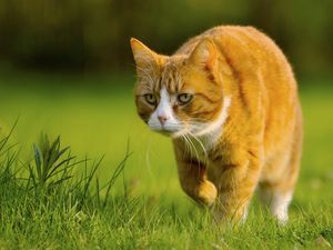 Preview wallpaper cat, grass, walk, hunting