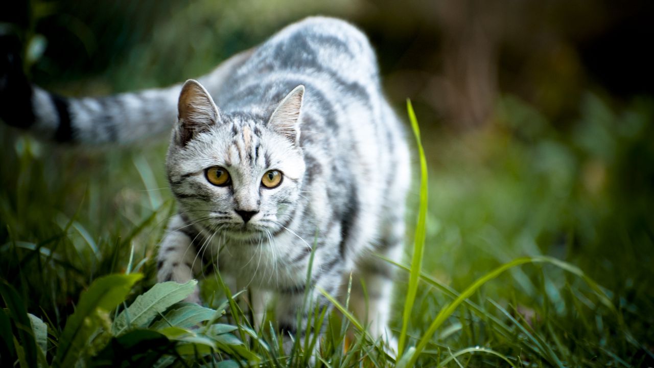 Wallpaper cat, grass, walk, striped, gray