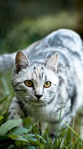 Preview wallpaper cat, grass, walk, striped, gray