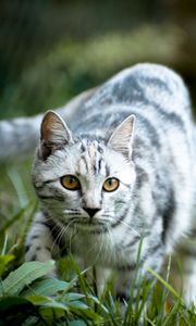 Preview wallpaper cat, grass, walk, striped, gray