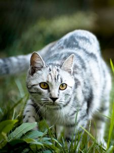 Preview wallpaper cat, grass, walk, striped, gray