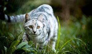 Preview wallpaper cat, grass, walk, striped, gray