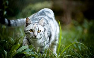 Preview wallpaper cat, grass, walk, striped, gray