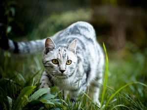 Preview wallpaper cat, grass, walk, striped, gray