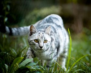 Preview wallpaper cat, grass, walk, striped, gray