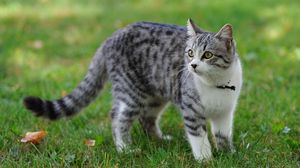 Preview wallpaper cat, grass, walk, spotted