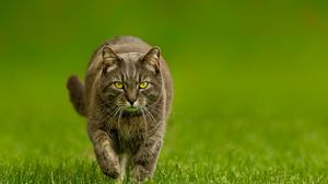 Preview wallpaper cat, grass, walk, look