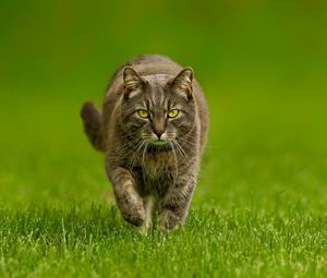 Preview wallpaper cat, grass, walk, look
