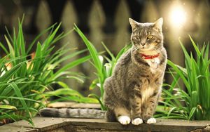 Preview wallpaper cat, grass, walk, beautiful, light