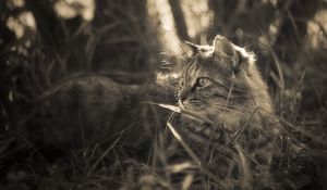 Preview wallpaper cat, grass, walk, fluffy