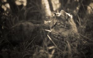 Preview wallpaper cat, grass, walk, fluffy