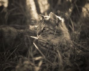 Preview wallpaper cat, grass, walk, fluffy