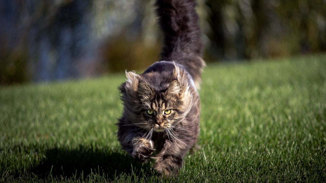 Wallpaper cat, grass, wind, run