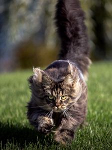 Preview wallpaper cat, grass, wind, run