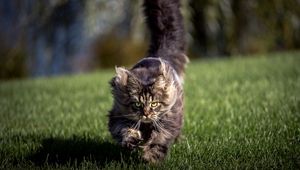 Preview wallpaper cat, grass, wind, run