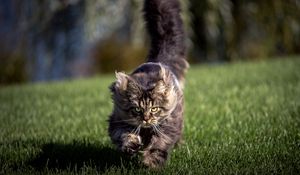 Preview wallpaper cat, grass, wind, run