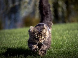 Preview wallpaper cat, grass, wind, run