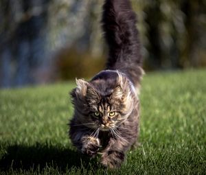 Preview wallpaper cat, grass, wind, run
