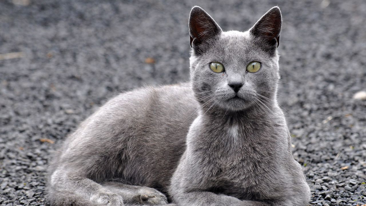 Wallpaper cat, gravel, gray
