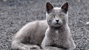 Preview wallpaper cat, gravel, gray
